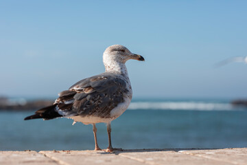 Close-Up of Seagull Standing on Coastal Wall by the Ocean in Morocco – Wild Bird on Sunny Day with Blue Sea and Sky Background