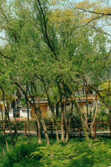 Traditional Korean hanok house decorated with colorful lanterns