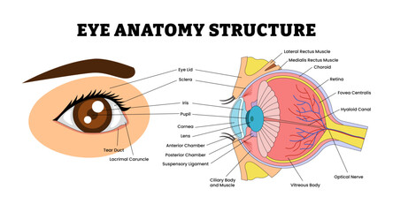 Eye Anatomy Structure Diagram Infographic for Educational Medical Poster Design Healthcare Scheme, Labeled Cornea, Pupil, Iris, Tear Duct, Retina, Eye Lid, Sclera, Choroid, Optical Nerve.