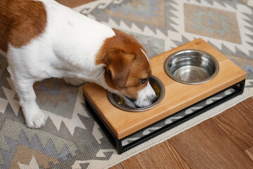 Cute Jack Russell Terrier dog eating dry food from elevated wooden pet feeder in the living room at...