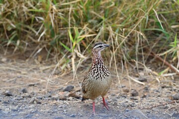 Coqui Francolin Standing Alert on Rocky Path in African Grasslands