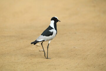 Blacksmith Lapwing Standing on Dirt Road in Natural Habitat. A Sharp Side View Wildlife Photo