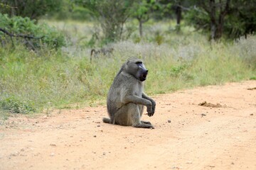 Chacma Baboon Sitting on Dust Road in Natural Habitat. Wild Primate Behavior in African Wilderness