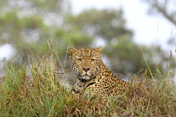 Leopard resting in tall grass, intense gaze towards camera