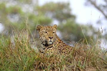 Leopard alert in grass, side glance in natural habitat