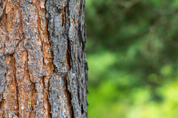 Pine tree bark (pinus sylvestris) close up shot, space for text.