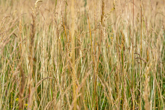 Yellow, overgrowth grass close up shot on wild windy summer day.