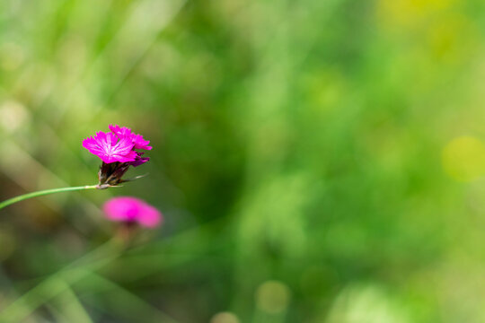 Beautiful pink flower called german carnation ( dianthus plumarius) on green meadow, shallow depth of field, space for text.