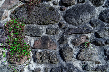 Detail view of an old medieval city wall with rough stones and small ivy plants growing between the cracks.