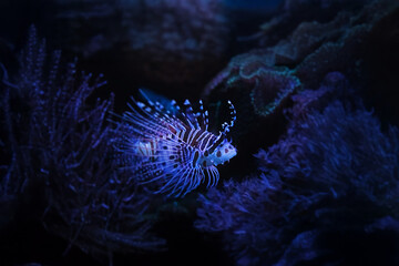 Portraif of beatiful Dendrochirus zebra also known as the zebra turkeyfish.	

