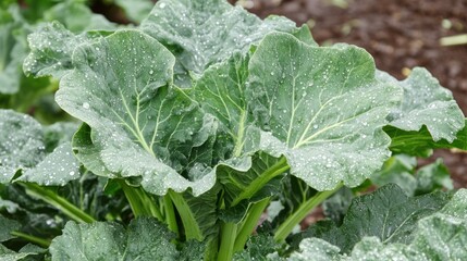 Fototapeta premium Close-up of vibrant green leafy vegetable plant, covered in water droplets. Healthy and fresh produce growing in the ground