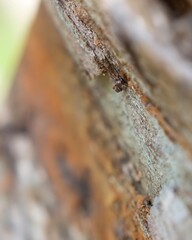 Close up of decaying wood surface