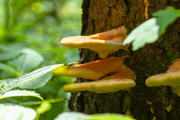 The sulfur-yellow tinder fungus or chicken mushroom grows on a tree