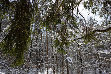 A snow-covered forest with tall trees and green pine branches. The ground is covered with white...