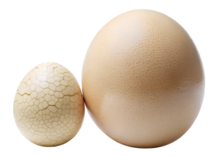 Ostrich egg and chicken egg isolated on transparent background