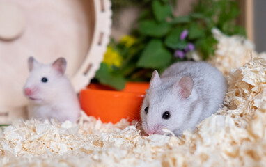 The shocked hamster holds his paws to his mouth and is surprised