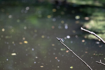 Colorful kingfisher perched on a branch by a serene river during bright daylight