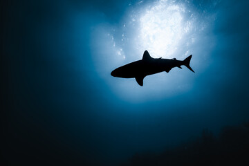 Silhouette of a shark swimming beneath the surface with sunburst background