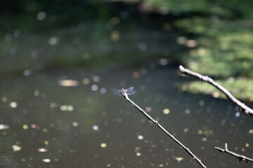 Colorful kingfisher perched on a branch by a serene river during bright daylight