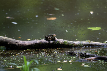 Colorful kingfisher perched on a branch by a serene river during bright daylight