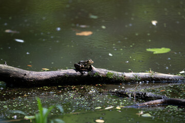 Colorful kingfisher perched on a branch by a serene river during bright daylight