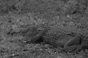 Black and white portrait image of a large mugger crocodile in the wild. 