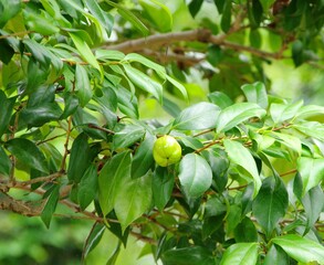 Close-up of a green fruit on a leafy branch with fresh glossy leaves in natural light. Suitable for...
