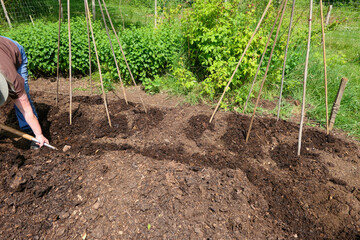 Home prepared compost heaped ready and being spread onto the vegetable bed
