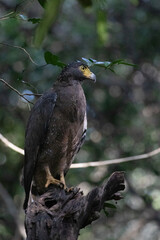 A serpent eagle camouflage in the canopy looking for prey.