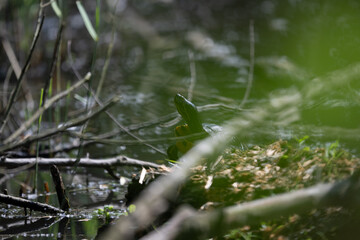 Colorful kingfisher perched on a branch by a serene river during bright daylight
