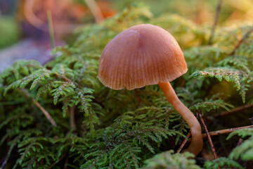 Mushroom in the moss