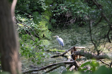 Colorful kingfisher perched on a branch by a serene river during bright daylight
