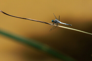 茎にとまるトンボ © Gottchin Nao