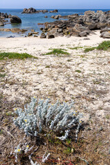 A rocky beach with a small patch of grass and some plants. The beach is empty and the sky is clear
