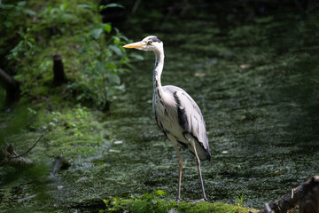 Colorful kingfisher perched on a branch by a serene river during bright daylight