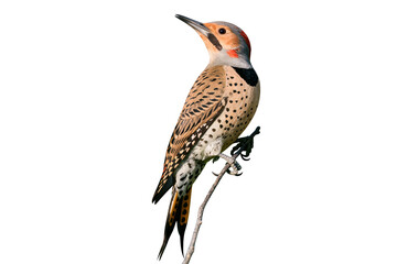 Northern flicker perched on a branch isolated on transparent background