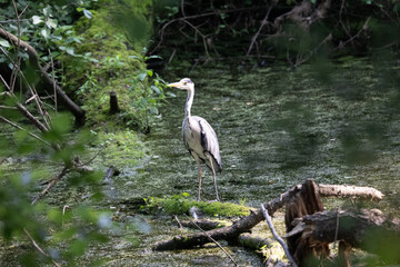 Colorful kingfisher perched on a branch by a serene river during bright daylight