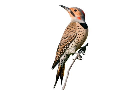 Northern flicker perched on a branch isolated on transparent background