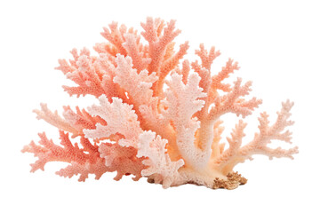 coral isolated on white background