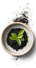 Small bowl of dark soil with a young sprout