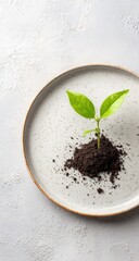 Small sprout in soil on a plate