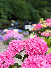 紫陽花が咲く古寺の風景