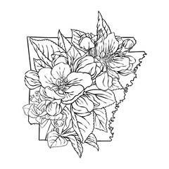 Arkansas state flower, lineart vector illustration of apple blossom flower, fits the Arkansas state map frame, cool for stickers, coloring books, t-shirts, etc.
