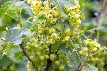 Fototapeta premium Green non -ripe currant berries Lush green currants hang from the vine, showcasing natures bounty during harvest season. garden garden, organic berries