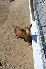 koza z rogami w zagrodzie w kojcu © Miroslaw