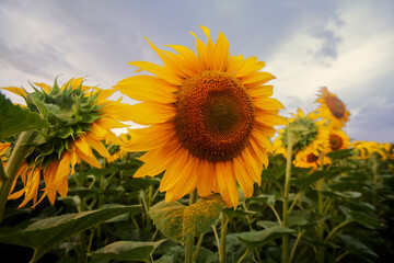 Sunflower during flowering photographed in Zaporizhia region, Ukraine.