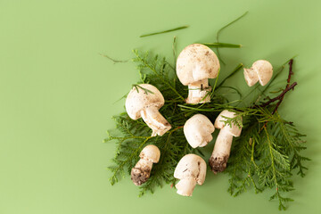 Natural champignon mushrooms on green background