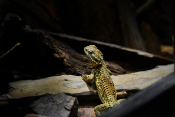 Rankin's dragon also known as Pogona henrylawsoni.