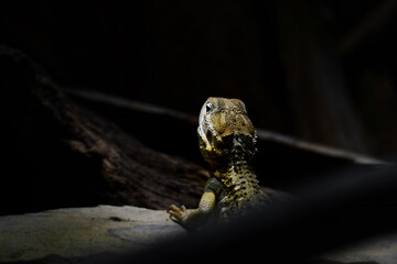 Rankin's dragon also known as Pogona henrylawsoni.