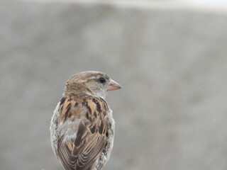 female house sparrow